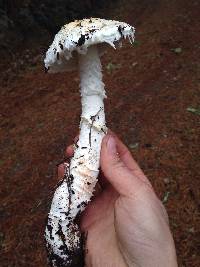 Amanita smithiana image