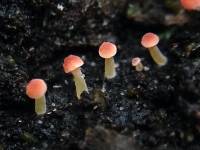 Mycena acicula image