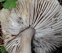 Tricholoma terreum image