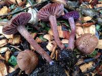 Laccaria amethysteo-occidentalis image