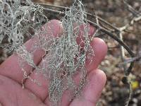 Ramalina menziesii image