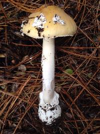 Amanita gemmata image