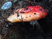 Amanita muscaria image