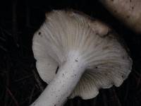 Image of Agaricus cerasinus