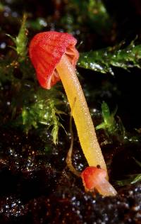 Mycena acicula image