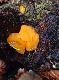 Tremella mesenterica image