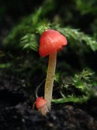 Mycena acicula image