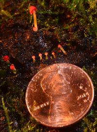 Mycena acicula image