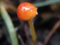 Mycena acicula image