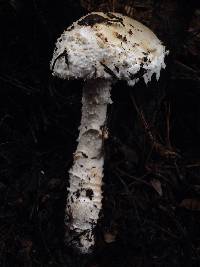 Amanita smithiana image