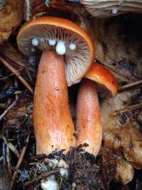 Lactarius rufus image