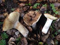 Russula fragrantissima image