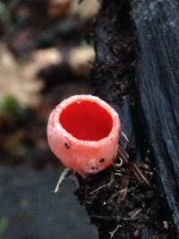 Sarcoscypha coccinea image