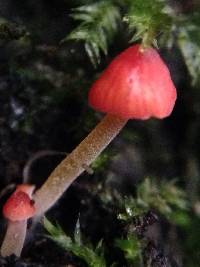 Mycena acicula image