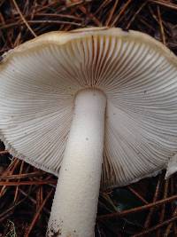 Amanita gemmata image