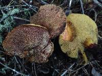 Suillus lakei image