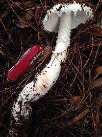 Amanita smithiana image