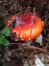 Amanita muscaria image