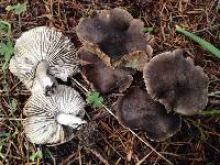 Tricholoma terreum image