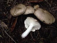 Hygrophorus agathosmus image