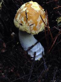 Amanita augusta image