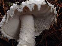 Amanita smithiana image