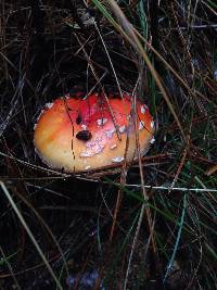 Amanita muscaria image
