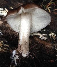 Pluteus exilis image