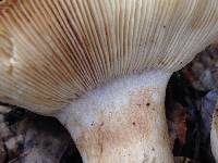 Russula fragrantissima image