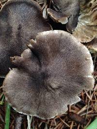 Tricholoma terreum image