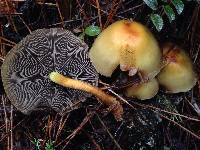 Hypholoma fasciculare image