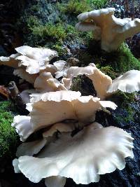 Pleurotus ostreatus image