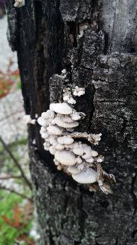 Schizophyllum commune image