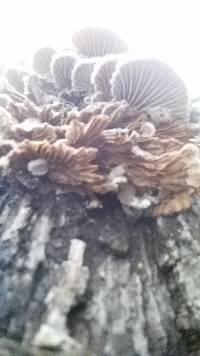 Schizophyllum commune image