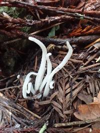 Clavaria fragilis image