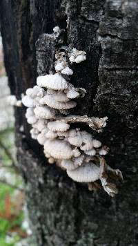 Schizophyllum commune image