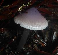 Mycena pura image