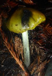 Hygrocybe singeri image