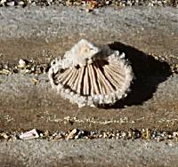 Schizophyllum commune image