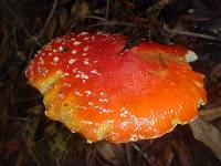 Amanita muscaria image