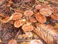 Gymnopus villosipes image