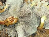 Hypholoma fasciculare image