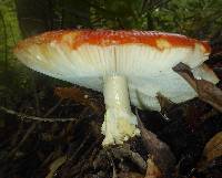 Amanita muscaria image