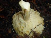 Amanita muscaria image