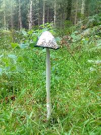 Coprinus comatus image