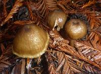 Entoloma formosum image