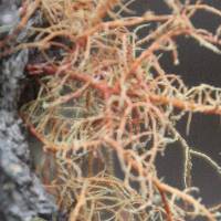 Usnea rubicunda image