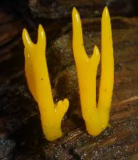 Calocera cornea image