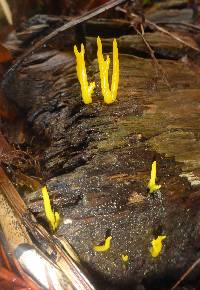 Calocera cornea image