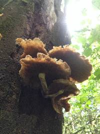 Agrocybe parasitica image